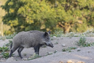 One adult wild boar or wild pig (Sus scrofa) searching for food on a flowering meadow in late
