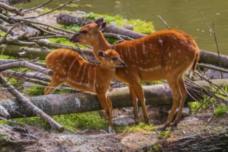 A female adult Congo sitatunga or forest sitatunga, Tragelaphus specii gratus stands with her calf