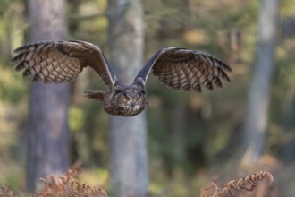 One Eurasian Eagle Owl, Bubo bubo, flying thru a forest with ferns on the ground
