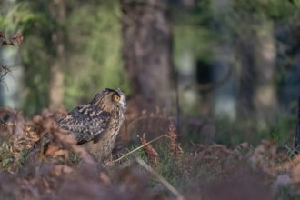 One Eurasian Eagle Owl, Bubo bubo, sitting on a forest floor between autumnal ferns