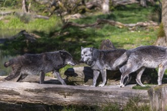 Three Timberwolf, Canis lupus lycaon, meeting on a fallen tree to cross a creek. Trees, creek and