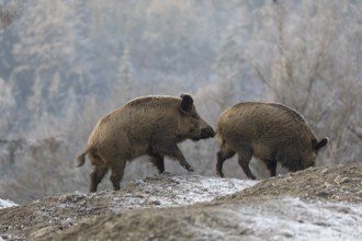Wild boar or wild pig (Sus scrofa), walking on frosted ground