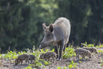 One adult female wild boar or wild pig (Sus scrofa), with a group of very young piglets standing on