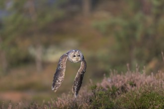 One tawny owl or brown owl (Strix aluco) flying over heather near a forest. Forest in the