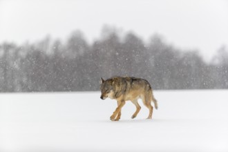 One male eurasian gray wolf (Canis lupus lupus) walking thru deep snow during snow fall. A forest