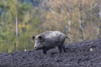 One wild boar or wild pig (Sus scrofa), walking over a muddy opening searching for food, with an