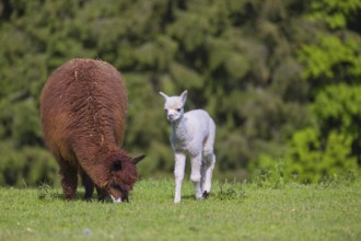 One brown female Alpaca (Vicugna pacos) stands with her young on a fresh green meadow . A green