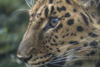 One Amur leopard (Panthera pardus orientalis) walking through green vegetation