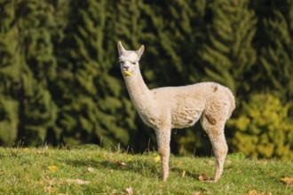One young white Alpaca (Vicugna pacos) stands on a green meadow . A forest is in the distant