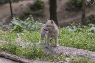 One four weeks old Arctic wolf cub (Canis lupus arctos) standing on a dry dam of a pond with green