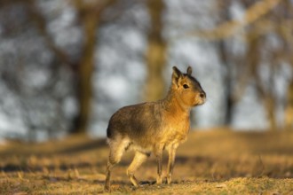 One Patagonian mara (Dolichotis patagonum) walks over a dry meadow in early morning light
