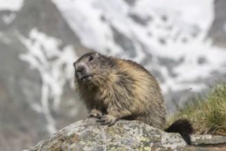 One adult Alpine Marmot, Marmota marmota, sitting on a rock. Mountains in the distant background.