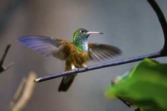 Buff-bellied Hummingbird (Amazillia yucatanensis), adult female, perched on a twig, with its wings