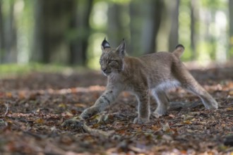 One young Eurasian lynx, (Lynx lynx), walking thru a forest. Green vegetation around him