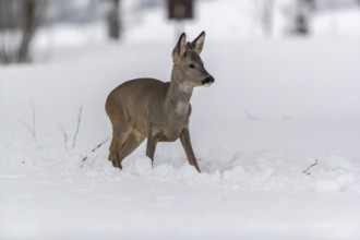 One young male Roe Deer, Roe buck (Capreolus capreolus), walking through deep snow. Trees in the