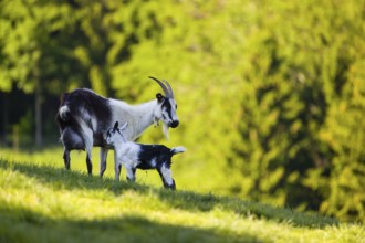 A female peacock goat (Capra aegagrus f. hircus) with her young is standing on a fresh green meadow