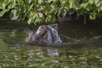 Two Eurasian otter (Lutra lutra), playing in the water