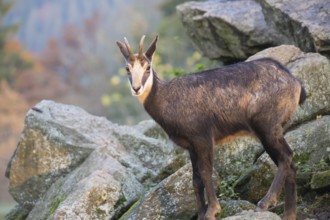 One chamois standing on rocks, autumnal colors of a forest in the distant background