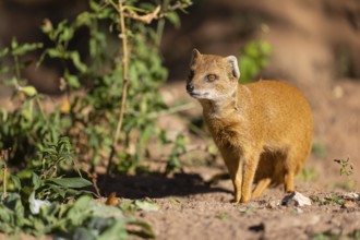 One yellow mongoose, Cynictis penicillata, or red meerkat walking over sandy terrain