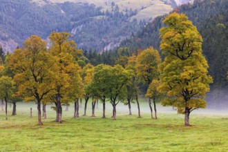 Nature conservancy area Grosser Ahornboden. Sycamore maple trees, Acer pseudoplatanus, in autumn.