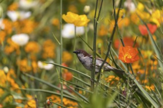 One male house sparrow (Passer domesticus) collecting insects in a flowering field of poppy