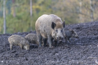 One adult female wild boar or wild pig (Sus scrofa), with a group of young piglets standing on a