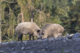 Two adult wild boar or wild pig (Sus scrofa) walking over an opening with a forest in first