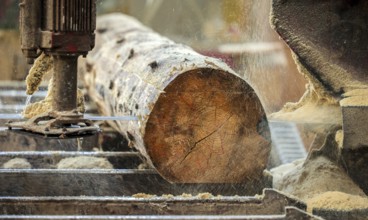Solingen, North Rhine-Westphalia, Germany - Spruce logs, here spruce wood infested by bark beetles,