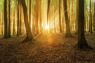 The setting sun shines brightly through a near-natural beech forest (Fagus sp.), Stubnitz forest