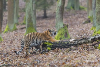 One young female Siberian Tiger, Panthera tigris altaica, sharpening its claws on a dead tree trunk