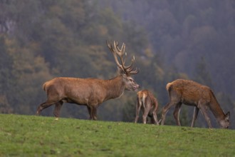 One Red Deer stag (Cervus elaphus) at the rutting season, walking and calling on a green meadow.
