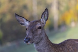 Portrait of a red deer doe (Cervus elaphus) standing on a meadow, with autumnal forest behind her