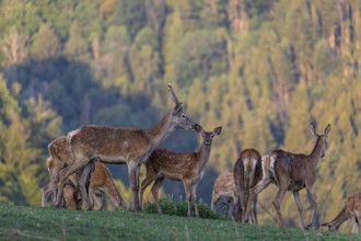 A herd of red deer (Cervus elaphus) standing on a meadow, with a forest in the distant background