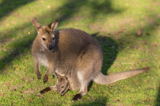 Red-necked wallaby or Bennett's wallaby (Macropus rufogriseus) with cub in her pouch, sits on a