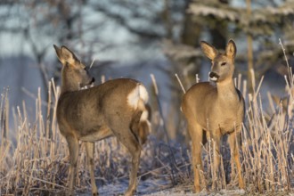 Roe deer standing in hoar frosted dead stinging nettle at minus 15 °C at sunrise. Trees and dead