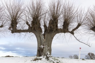 Trellised Tilia × europaea (Tilia) on the Festonallee at Bothmer Castle in the snow, Klütz,