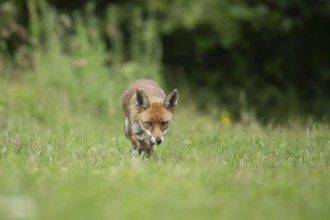 Red fox (Vulpes vulpes) adult animal in grassland countryside in the summer, England, United
