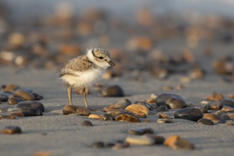 Ringed plover (Charadrius hiaticula) juvenile baby chick wading bird on a beach in summer, England,