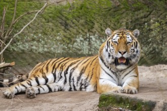 Siberian tiger (Panthera tigris tigris) lying in a forest, captive, incidence in Russia and