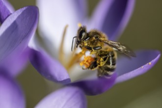 Elfin crocus (Crocus tommasinianus) with honey bee (Apis mellifera), Emsland, Lower Saxony,