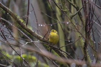 Yellowhammer (Emberiza citrinella) on a branch, Bavaria, Germany, Europe
