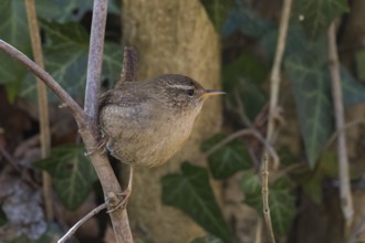 A wren (Troglodytes troglodytes) sitting sideways on a branch, embedded in green foliage, Hesse,
