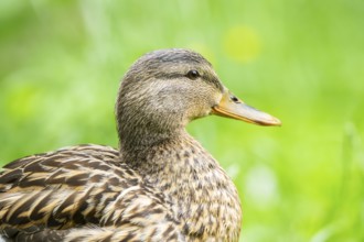 Wild duck (Anas platyrhynchos) female on a meadow, Bavaria, Germany, Europe