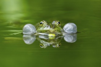 Edible frog (Pelophylax esculentus) in a little lake in the water, Bavaria, Germany, Europe