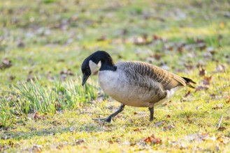 Canada goose (Branta canadensis) walking on a meadow in spring, Franconia, Bavaria, Germany, Europe
