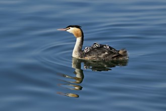 Great Crested Grebe (Podiceps Scalloped ribbonfish), with three chicks in plumage swimming in the