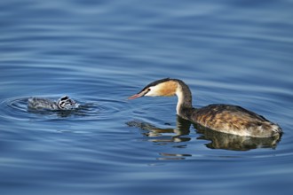 Great crested grebe (Podiceps scalloped ribbonfish) feeding its offspring, Lake Zug, Canton Zug,