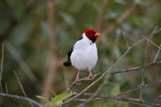 Mantled cardinal (Paroaria capitata) Pantanal Brazil