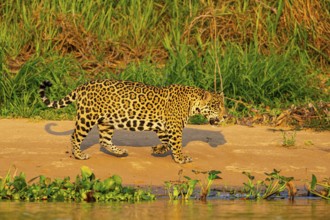 Jaguar (Panthera onca) Pantanal Brazil