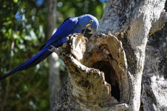 Hyacinth Macaw (Anodorhynchus hyacinthinus) Pantanal Brazil
